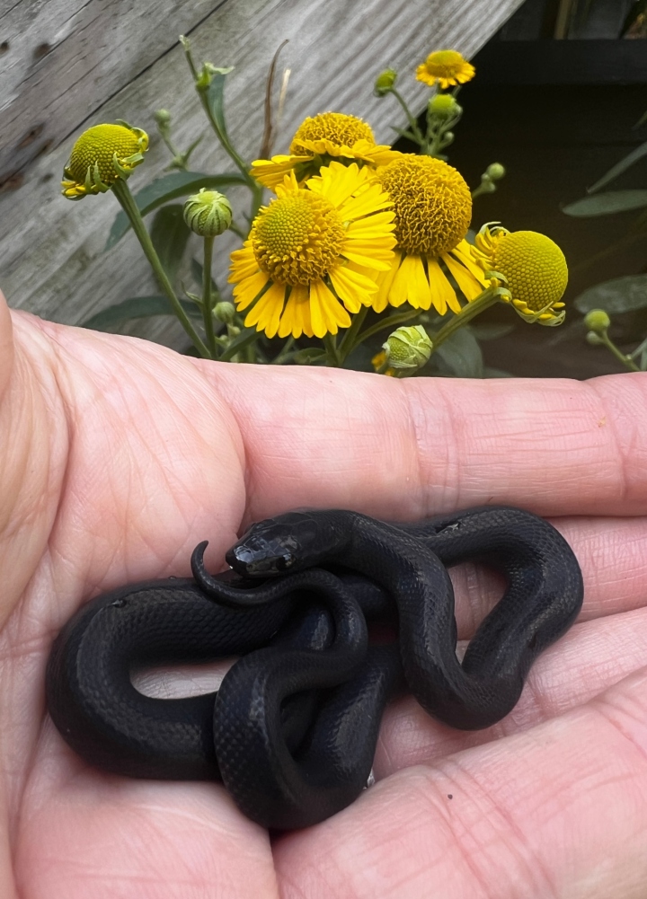 African House Snake